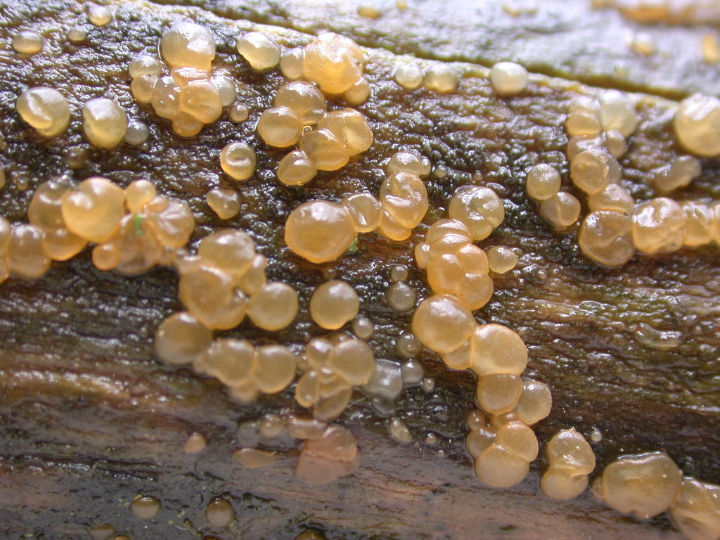 In mancanza di .... QUIZ